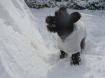200512__snowcookie3.jpg