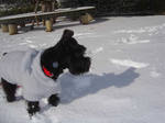200512_snow_cookie1.jpg