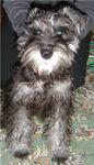 200603_petit_oreo.jpg