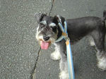 200609_oreo_1.jpg