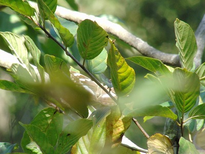 CIMG0090.jpg