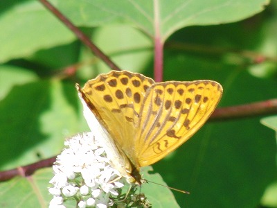CIMG0538.jpg