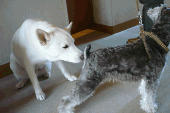 anime122102.gif