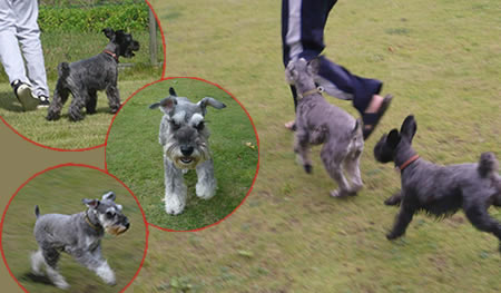 dogrun.jpg